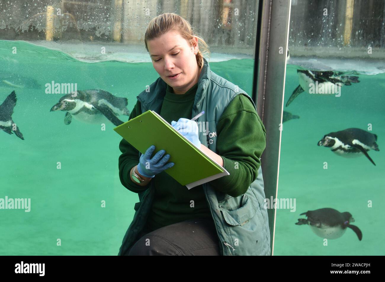 Londres, Royaume-Uni. 3 janvier 2024. Pingouins de Humboldt vus lors du bilan annuel au Zoo de Londres ZSL à Londres. (Image de crédit : © James Warren/SOPA Images via ZUMA Press Wire) USAGE ÉDITORIAL SEULEMENT! Non destiné à UN USAGE commercial ! Banque D'Images