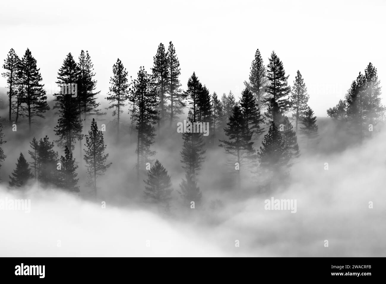 Forêt de conifères dans le brouillard dans les Blue Mountains, Oregon, USA Banque D'Images