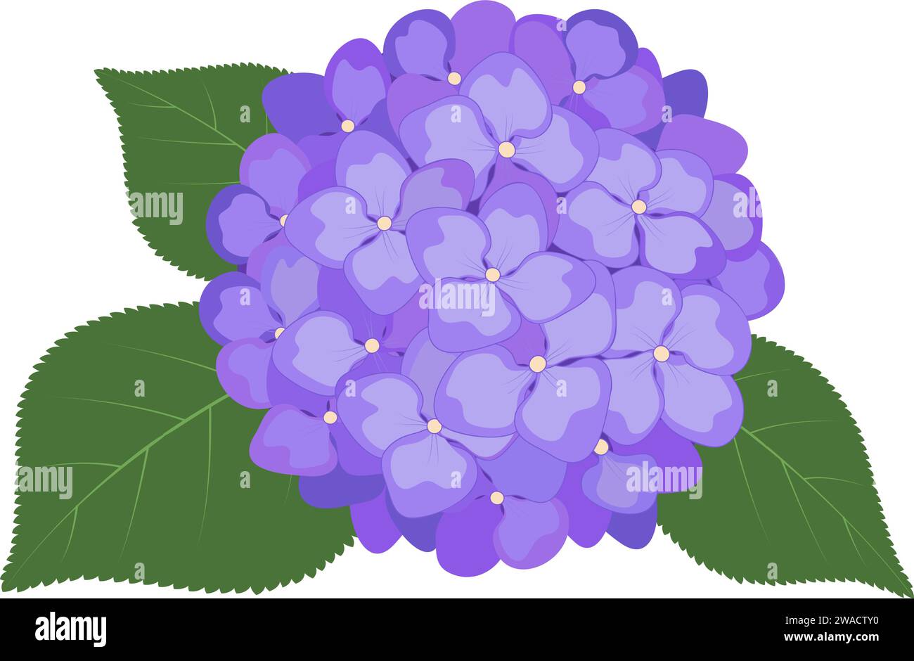 Fleurs d'hortensia. Illustration vectorielle stock eps10. Fond transparent, isolé. Illustration de Vecteur