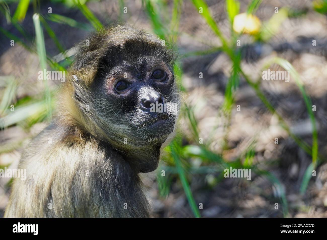 Gros plan d'un singe araignée aux mains noires également connu sous le nom de singe araignée de Geoffroy, Ateles geoffroyi Banque D'Images