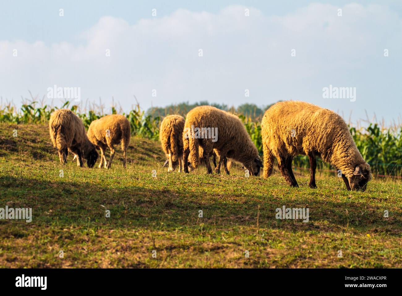 Moutons errant prairie alpine. Banque D'Images