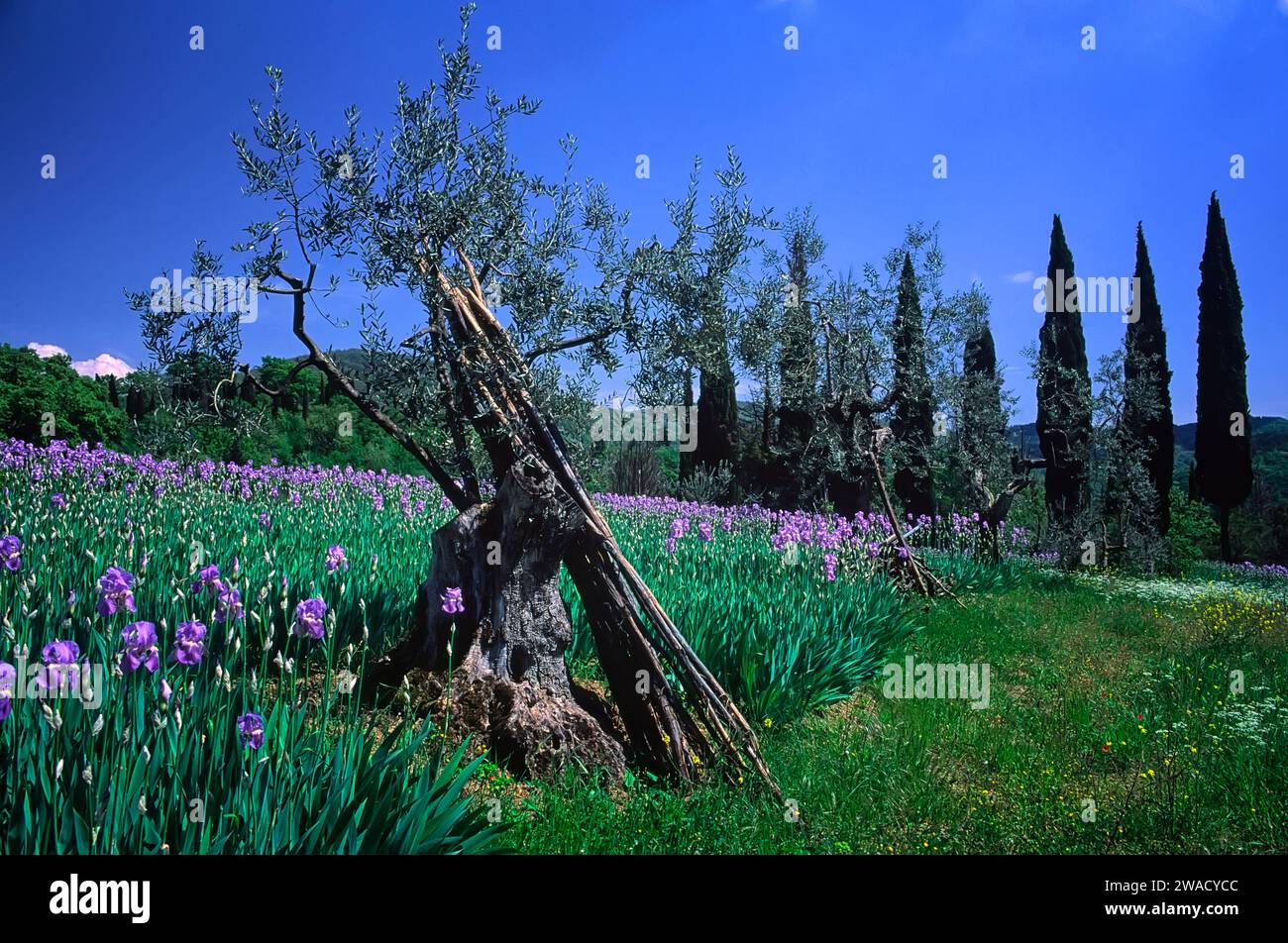 Culture traditionnelle des iris (Giaggiolo = Iris pallida). Greve in Chianti, Toscane, Italie. Grand olivier et rangée de cyprès. Banque D'Images