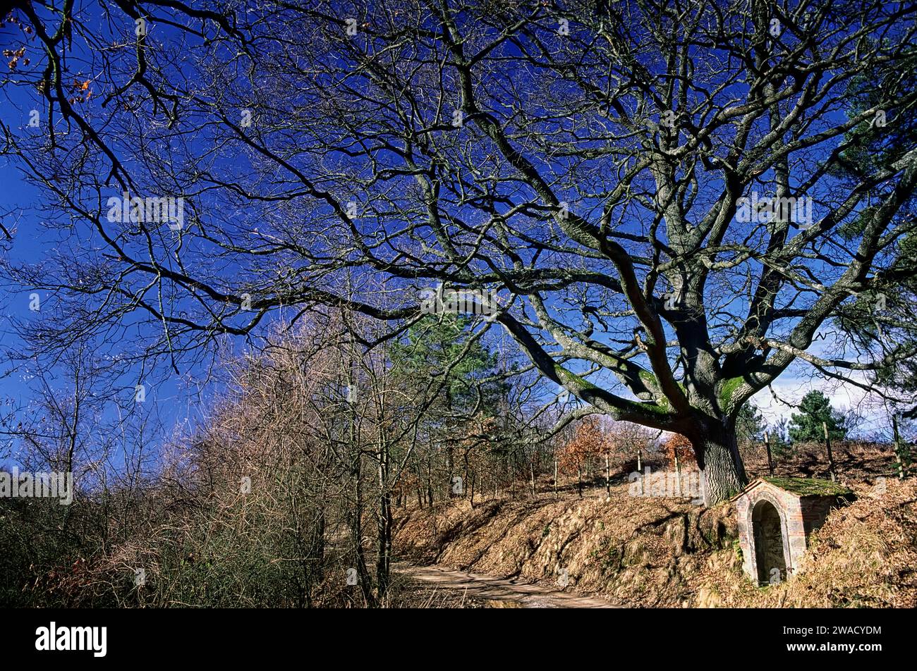 Cerro di Badia Montescalari, arbre monumental. Chêne de dinde vieux de plusieurs siècles (Quercus cerris). Greve in Chianti, Toscane, Italie. Banque D'Images