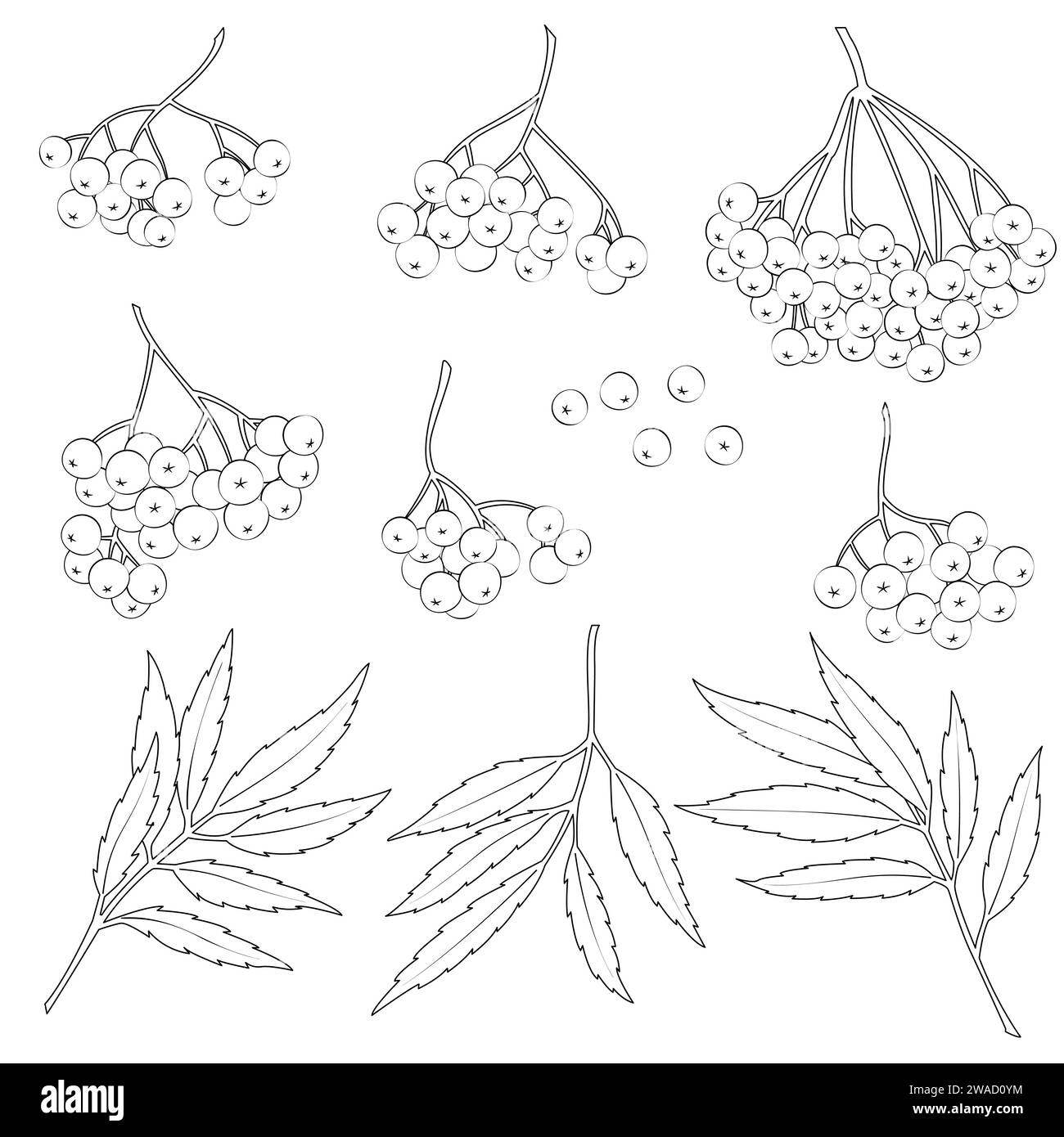 Ensemble de différents rowanberry sur fond blanc. Illustration vectorielle Illustration de Vecteur