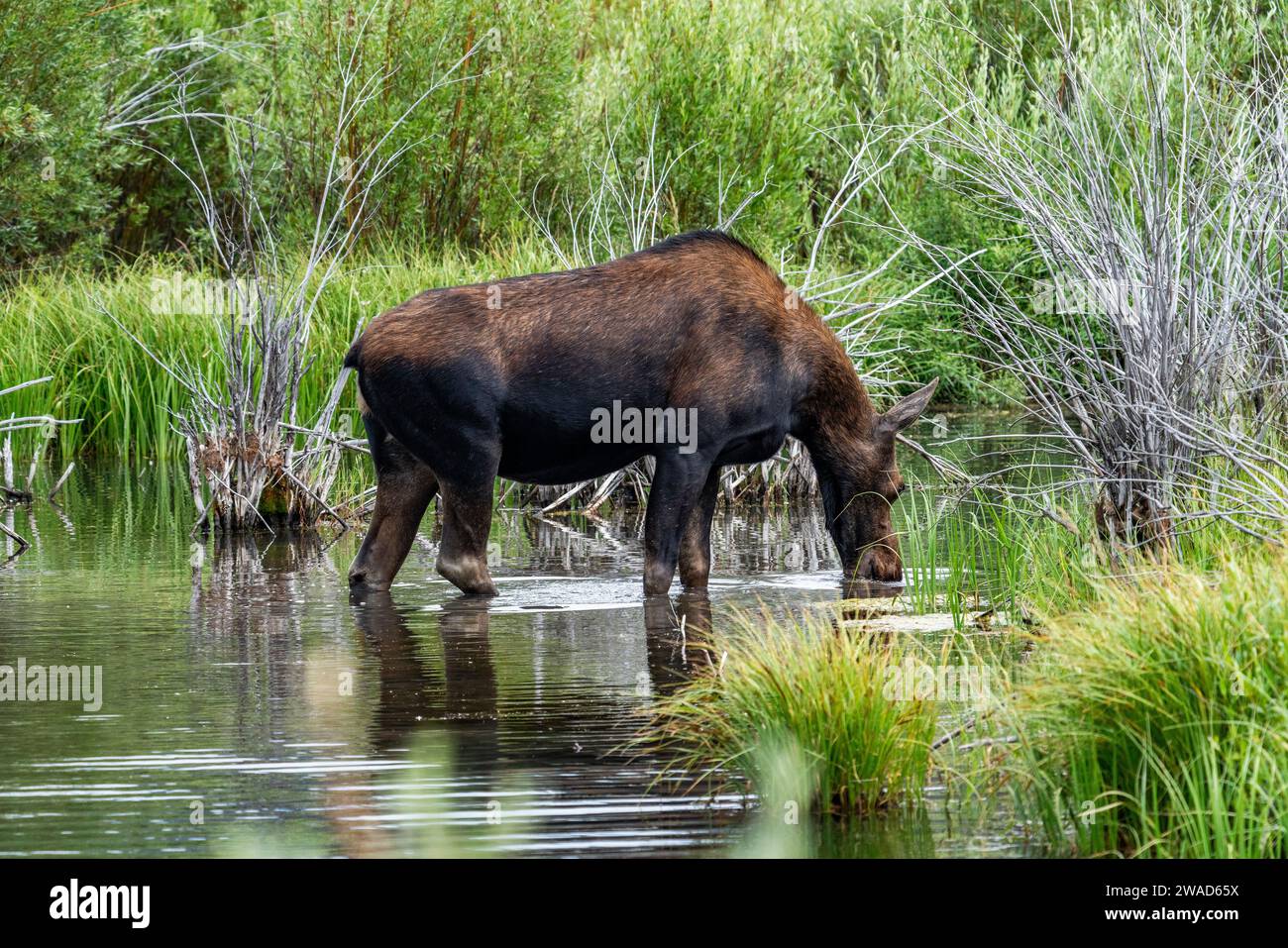 Eau potable d'orignal de vache dans l'étang de castor Banque D'Images