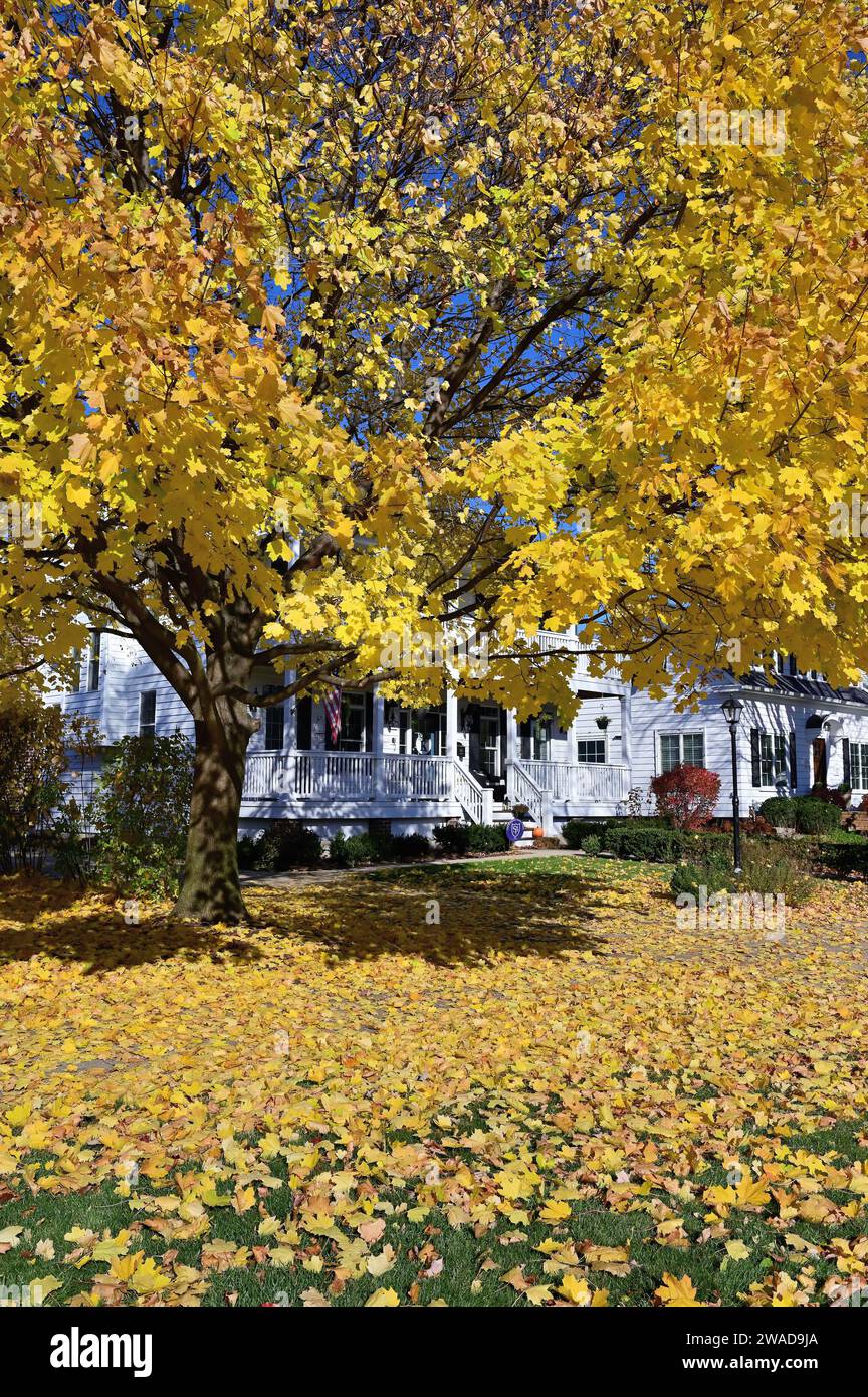 Glen Ellyn, Illinois, États-Unis. L'automne est apparent dans la couleur des feuilles le long d'un bloc de maisons communautaires de banlieue. Banque D'Images