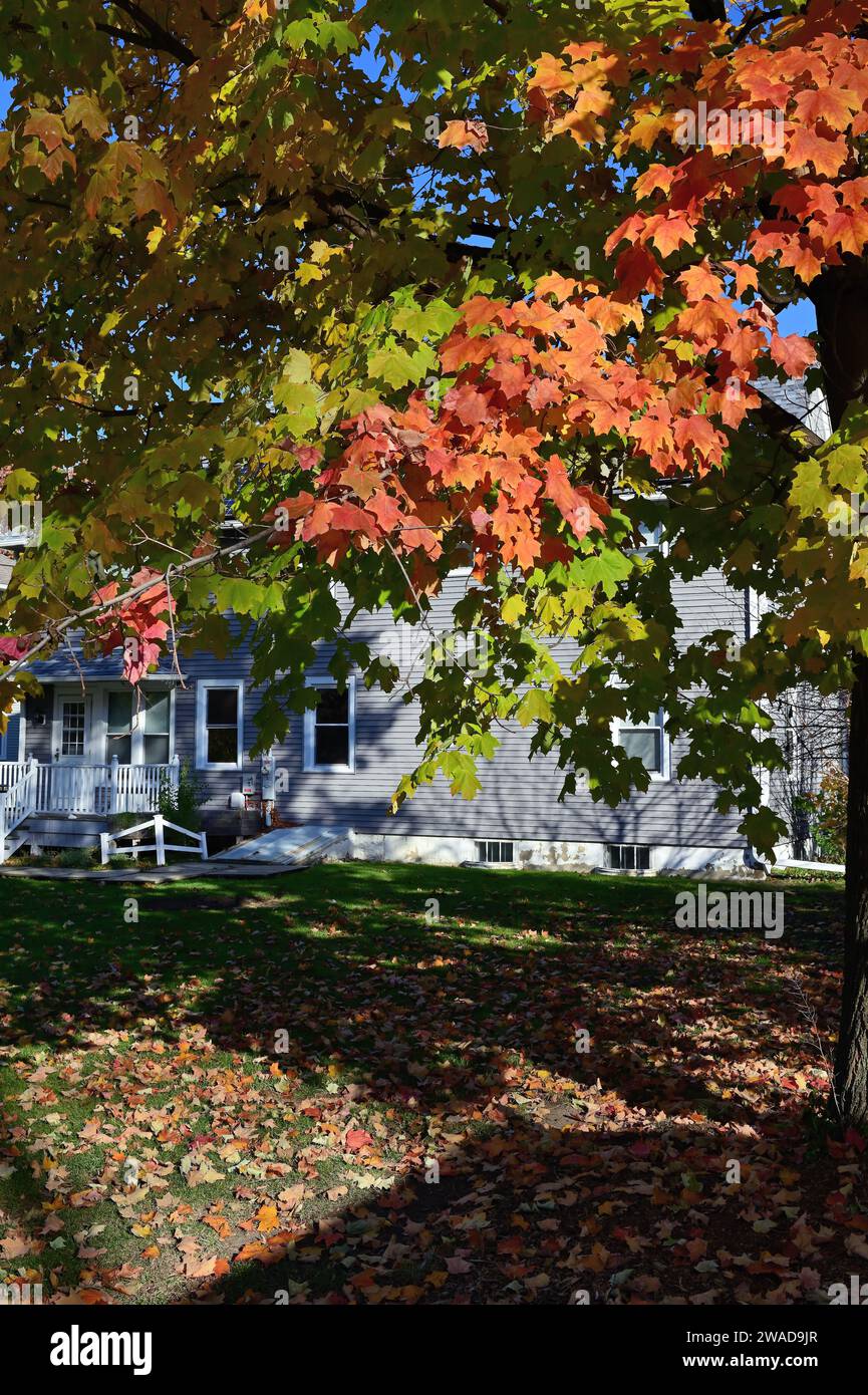 Wheaton, Illinois, États-Unis. L'automne est apparent dans la couleur des feuilles sur les arbres et sur le sol lorsque l'automne descend dans la banlieue de Chicago. Banque D'Images