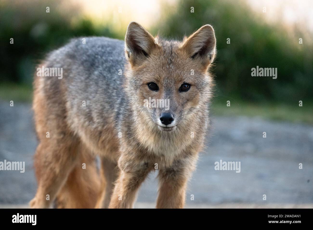 renard andin gros plan Banque D'Images