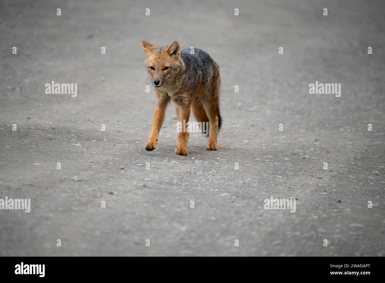 renard andin marchant sur un chemin de terre Banque D'Images
