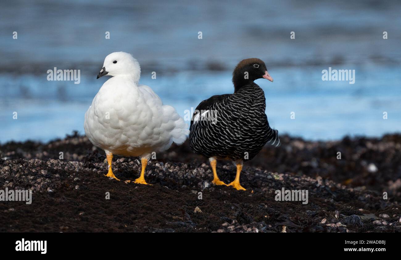 oiseaux mâles et femelles oie varech noire et blanche Banque D'Images