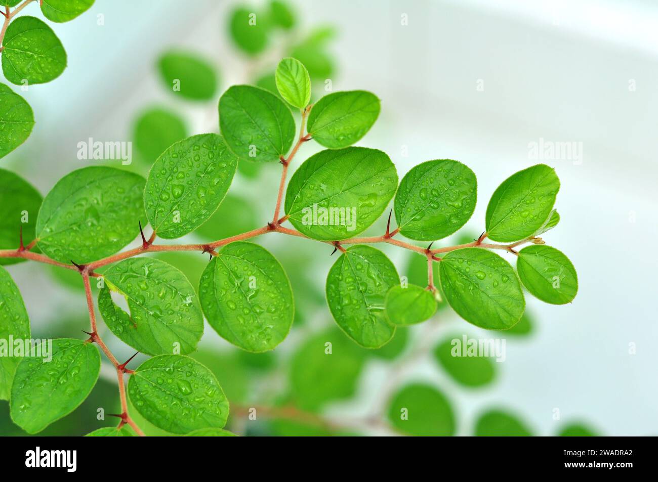 La plante Bidara ou Ziziphus mauritiana est l'une des plantes utilisées comme médecine traditionnelle par la communauté Banque D'Images