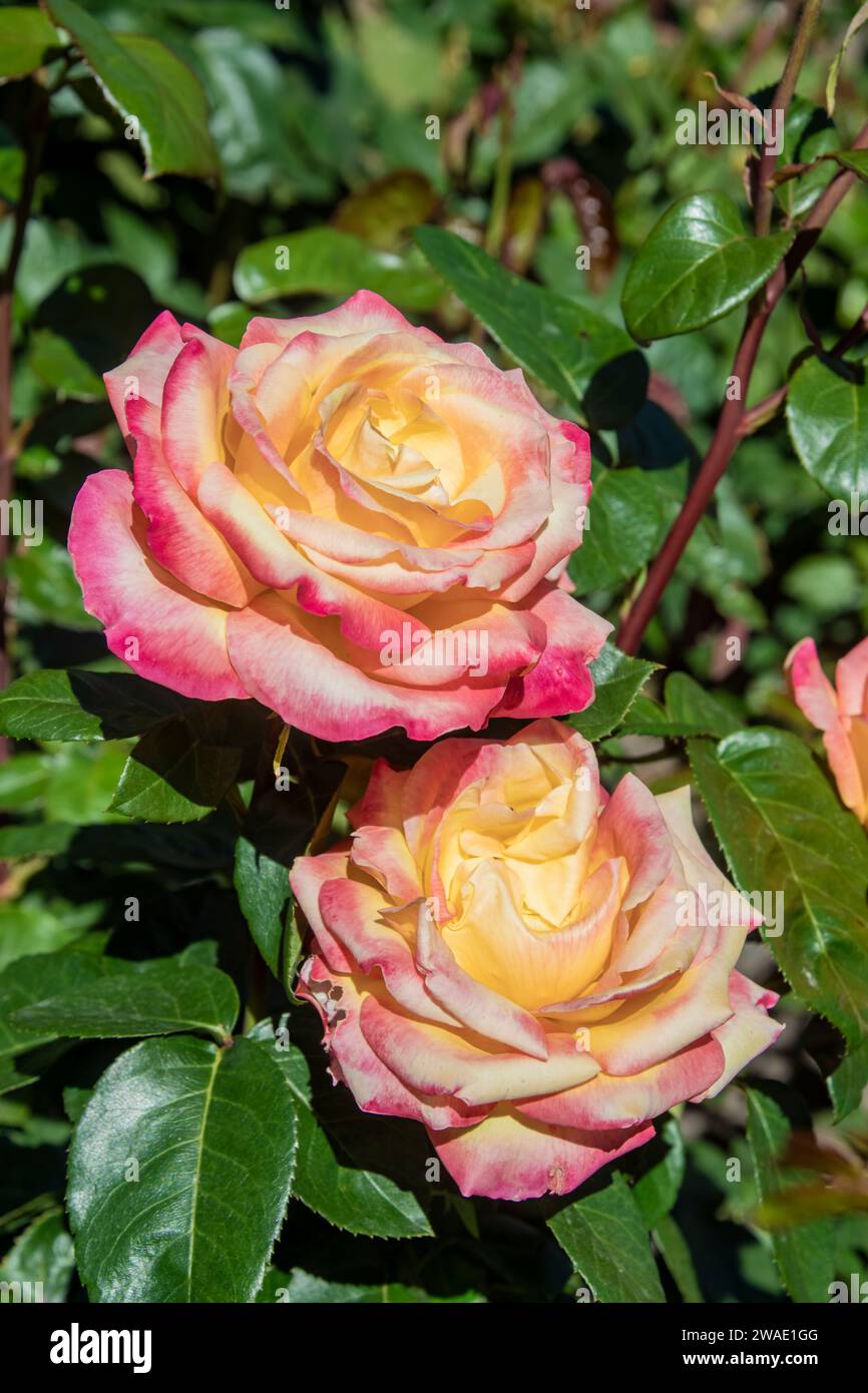 Rosa 'Designer Sunset' est une rose de patio qui produit des fleurs doubles et semi-doubles légèrement parfumées dans de nombreuses nuances variables d'abricot, pêche Banque D'Images