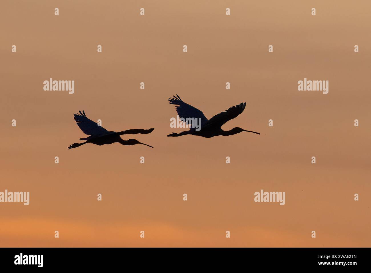Silhouette de deux Royal Spoonbills (Ardea alba) volant dans la lumière dorée au lever du soleil, Fogg Dam, territoire du Nord, NT, Australie Banque D'Images
