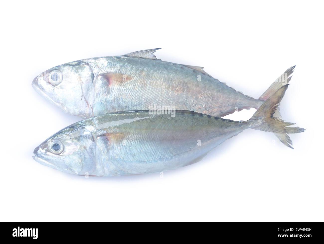 Frais deux poissons maquereaux sont isolés sur fond blanc avec le chemin de détourage. Banque D'Images