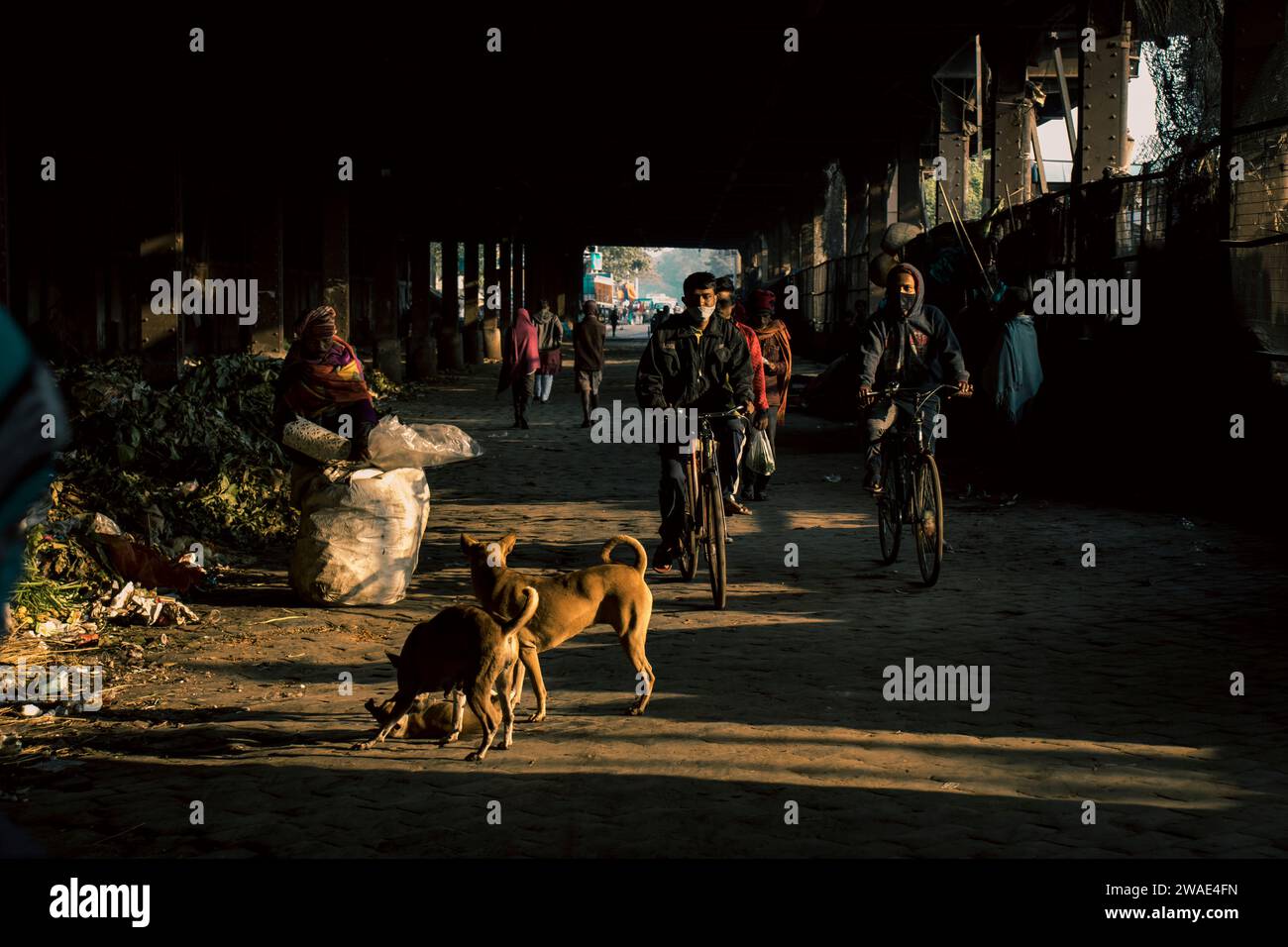 Un quartier pauvre de Kolkata avec des gens qui font du vélo dans la rue et des chiens errants qui jouent Banque D'Images