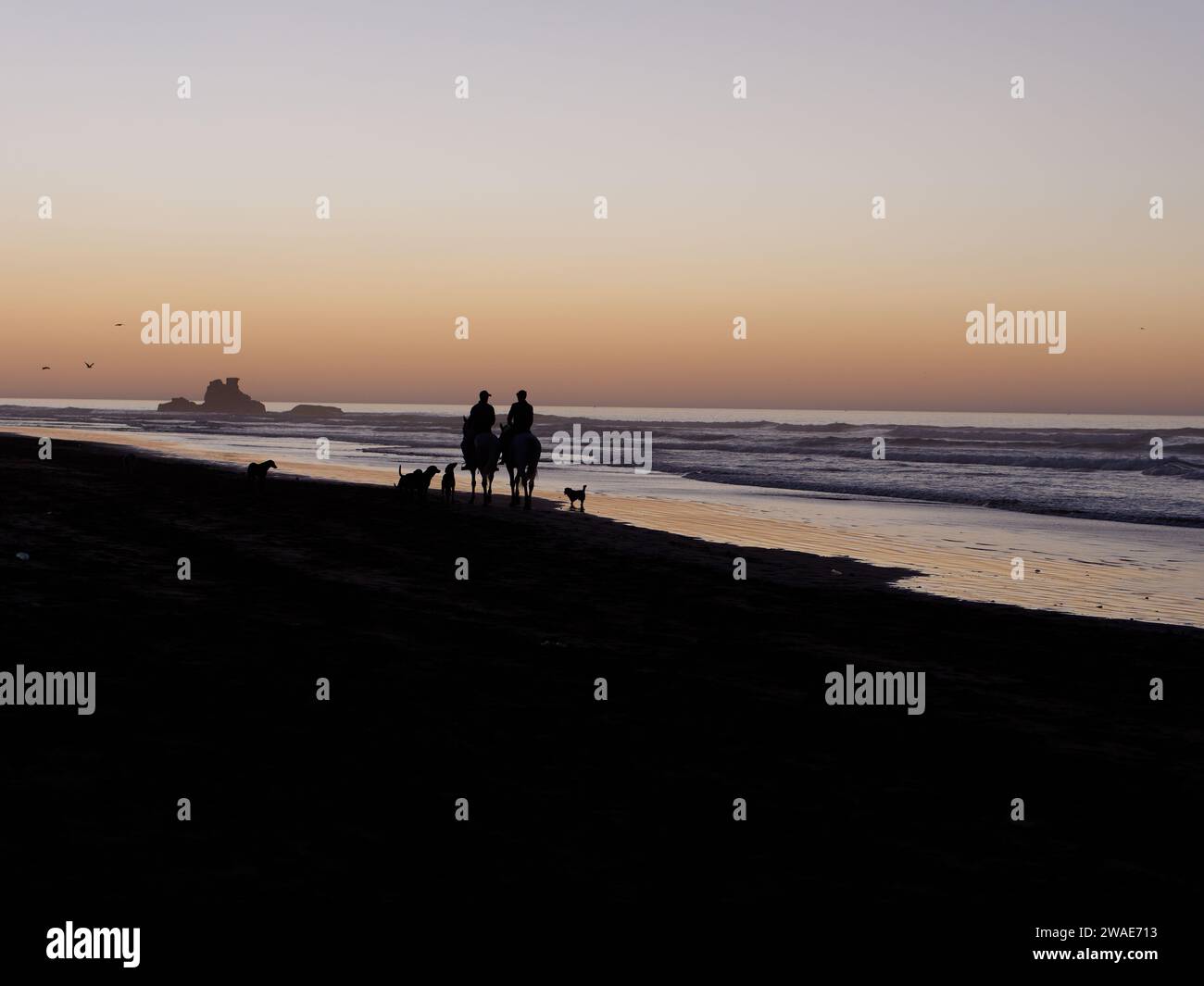 Cavaliers et chiens en silhouette sur une plage au coucher du soleil avec un éperon rocheux dans la ville d'Essaouira, Maroc, le 3 janvier 2024 Banque D'Images