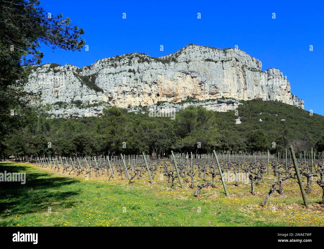 Printemps : vignobles sous la falaise Hortus. Coteaux du Languedoc - pic Saint-Loup. Près de Saint-Mathieu de Treviers. Occitanie, France Banque D'Images