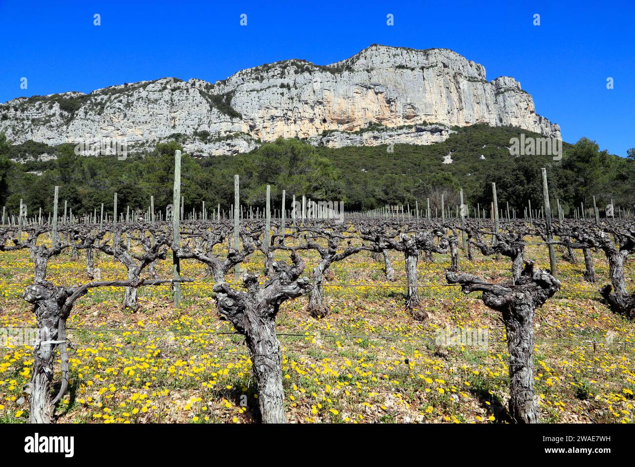 Printemps : vignobles sous la falaise Hortus. Coteaux du Languedoc - pic Saint-Loup. Près de Saint-Mathieu de Treviers. Occitanie, France Banque D'Images
