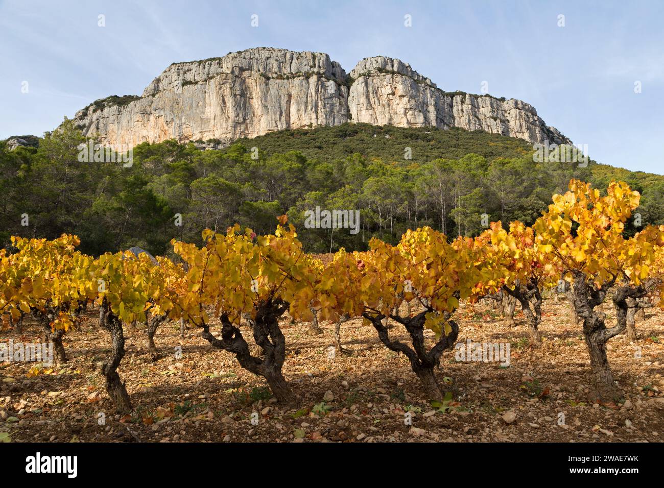 Automne : vignobles sous la falaise Hortus. Coteaux du Languedoc - pic Saint-Loup. Près de Saint-Mathieu de Treviers. Occitanie, France Banque D'Images