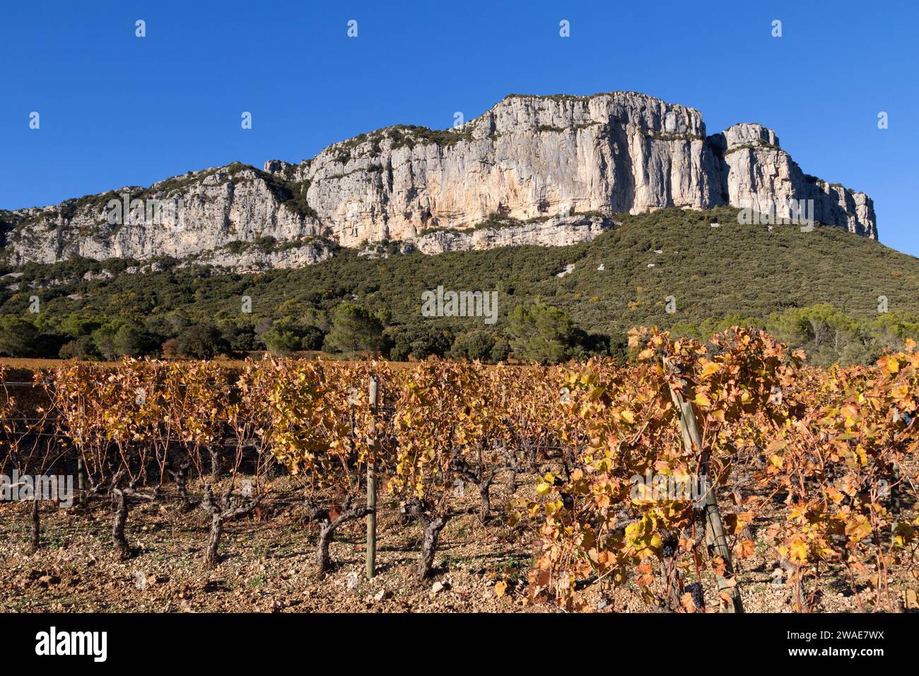 Automne : vignobles sous la falaise Hortus. Coteaux du Languedoc - pic Saint-Loup. Près de Saint-Mathieu de Treviers. Occitanie, France Banque D'Images