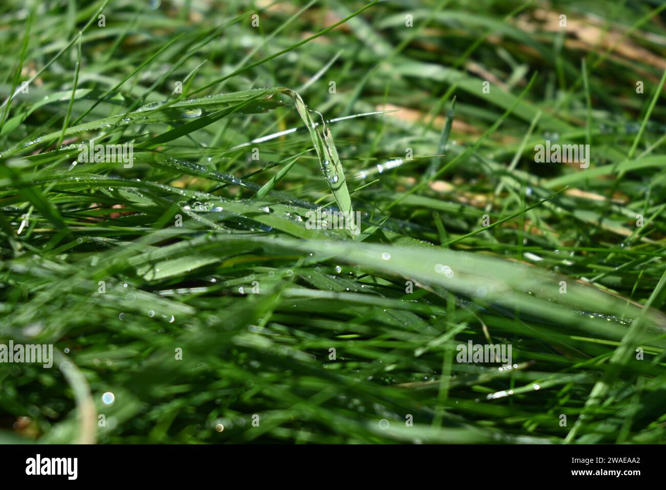 Une photographie en gros plan haute résolution d'un champ herbeux vert vibrant avec des gouttelettes d'eau scintillantes reflétant la lumière Banque D'Images