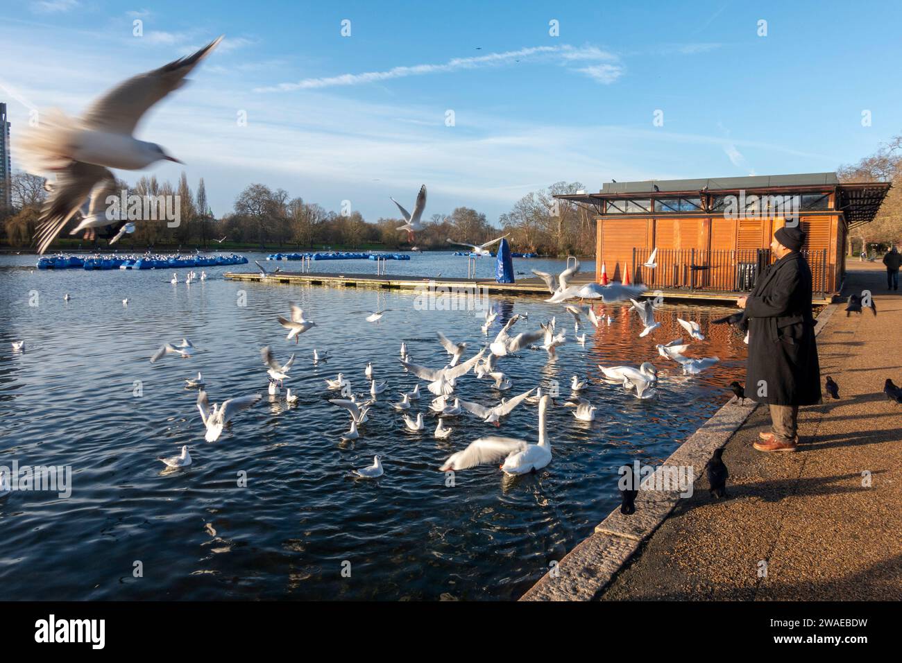 Homme nourrissant les oiseaux le lendemain de Noël, hiver, lac Serpentine à Hyde Park, Londres, Royaume-Uni Banque D'Images