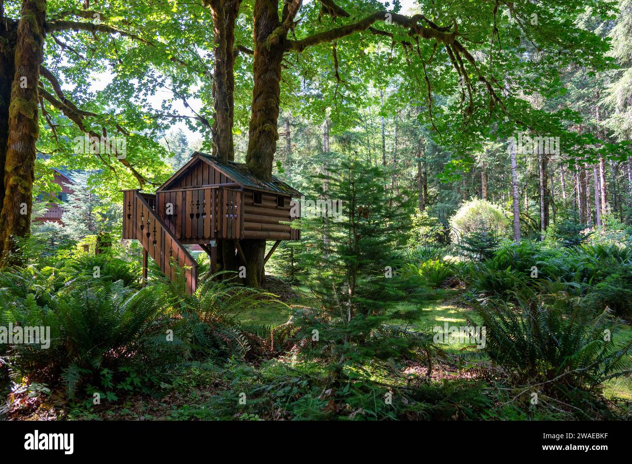 Une maison en bois nichée dans une forêt luxuriante Banque D'Images