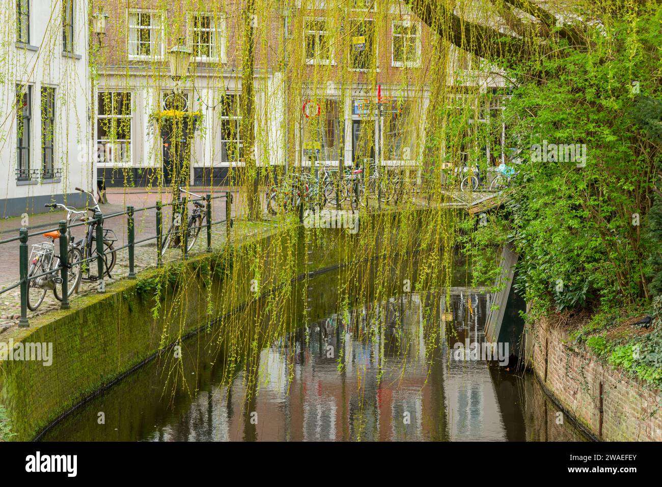 Un saule pleureur (Salix babylonica) au début du printemps suspendu au-dessus d'un canal dans la ville néerlandaise d'Amersfoort, aux pays-Bas. Banque D'Images