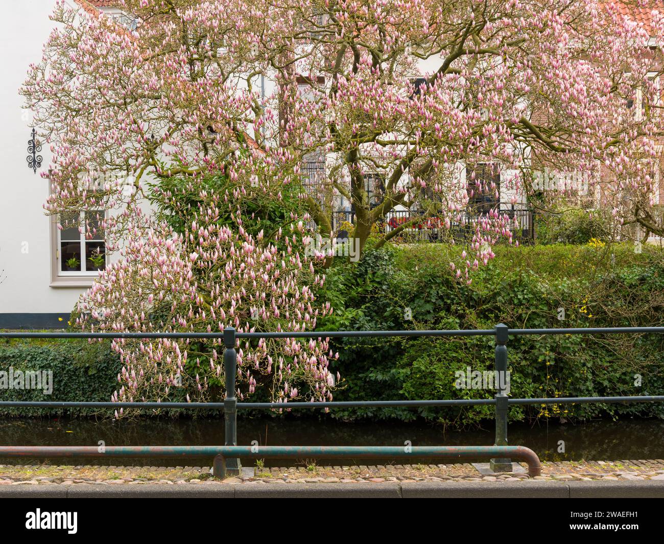 Un arbuste Magnolia dans les premiers stades de floraison au printemps à côté d'un canal dans la ville néerlandaise d'Amersfoort, pays-Bas. Banque D'Images