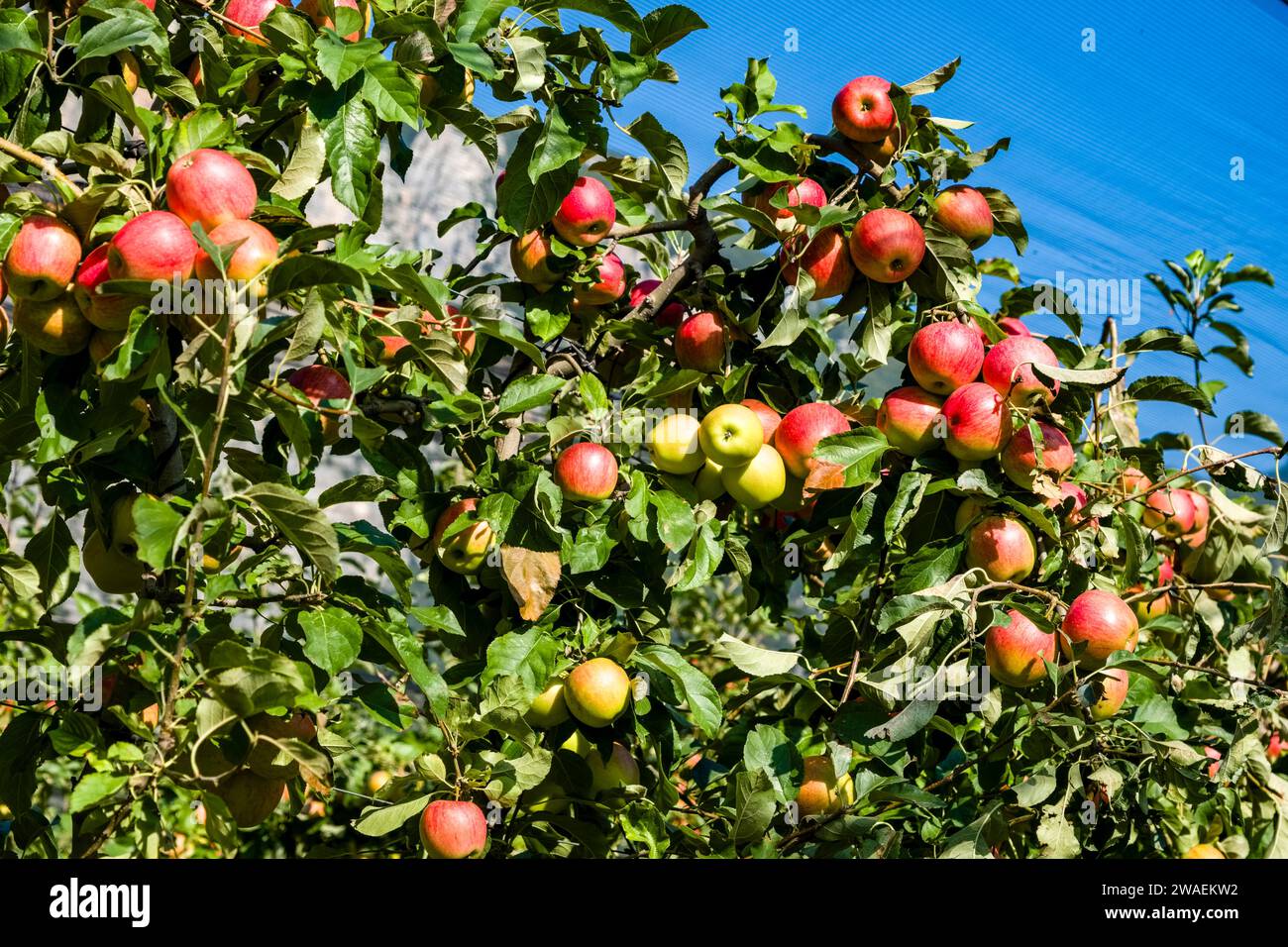 Pommiers avec des pommes mûres dans un verger dans la vallée de Sarche, couvert de filets. Banque D'Images