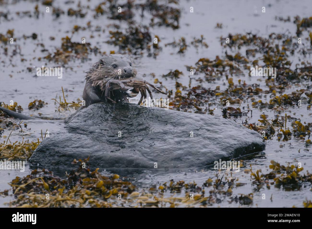 Une loutre de rivière Eurasian juvénile de l'île de Mull, en Écosse, festoyant un crabe Banque D'Images