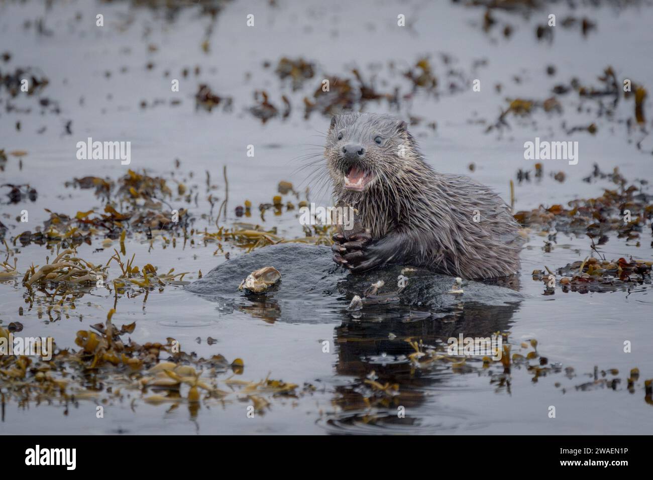 Une loutre de rivière Eurasian juvénile de l'île de Mull, en Écosse, festoyant un crabe Banque D'Images