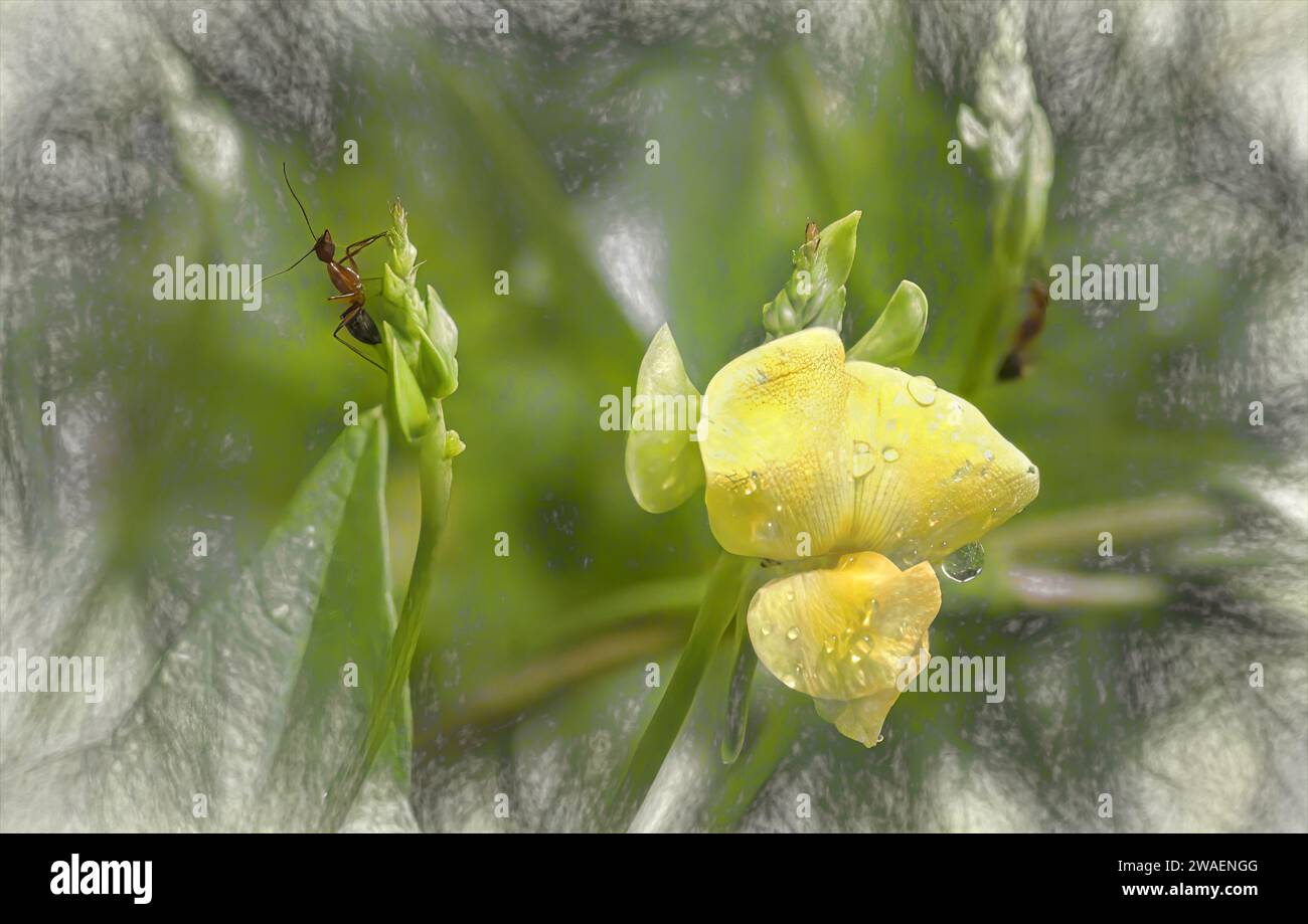 Gros plan d'une fourmi perchée au sommet d'une feuille, regardant curieusement une fleur vibrante au premier plan Banque D'Images