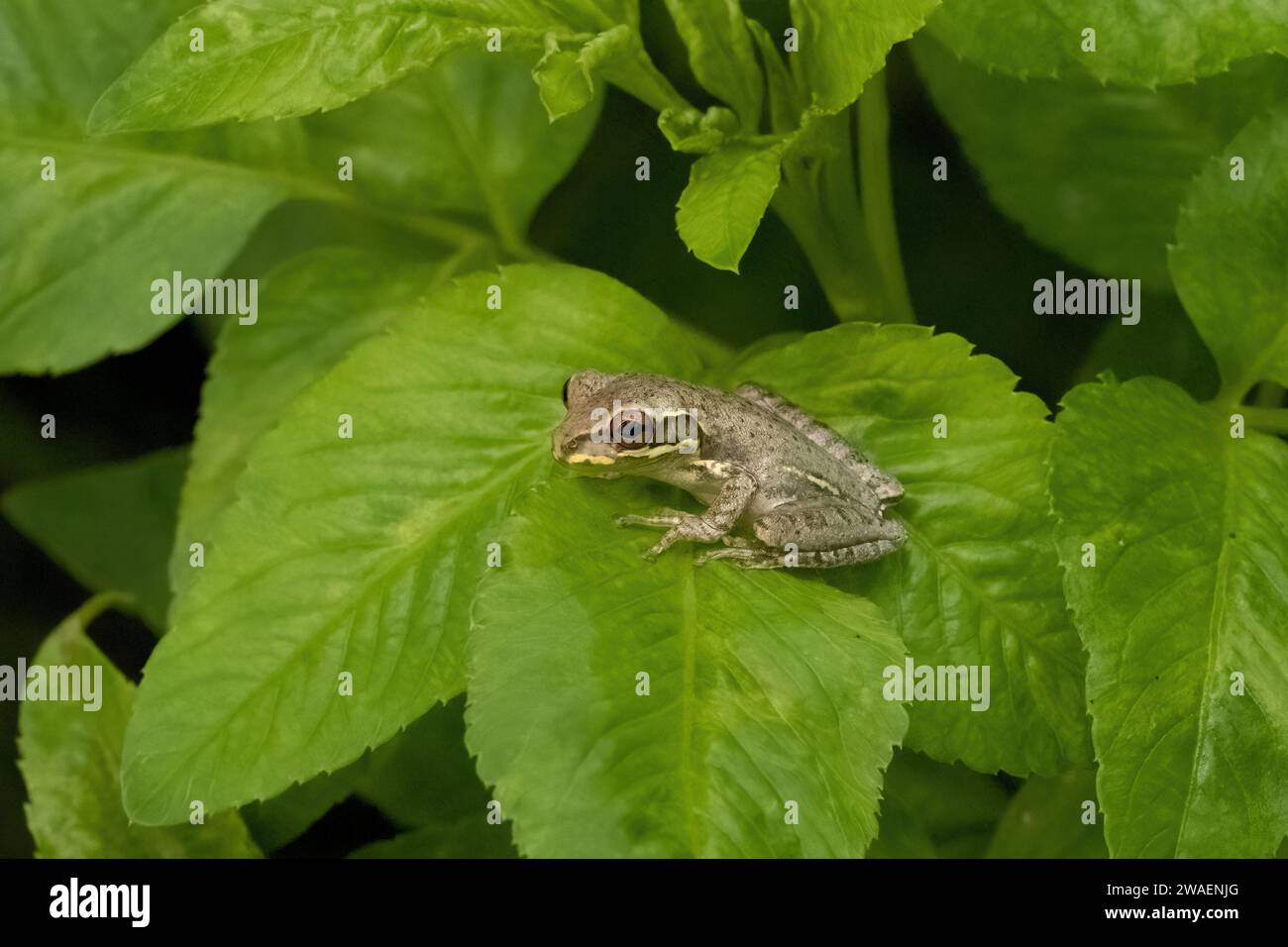 Une petite grenouille verte perchée au sommet d'une plante luxuriante et feuillue à fort Pierce, en Floride Banque D'Images