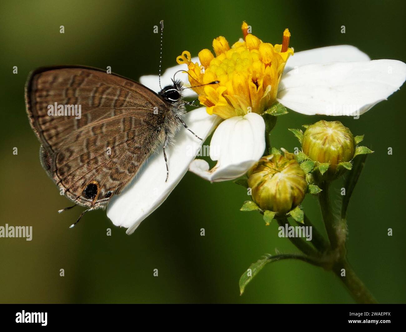 Un papillon brun foncé perché au sommet d'une fleur délicate Banque D'Images