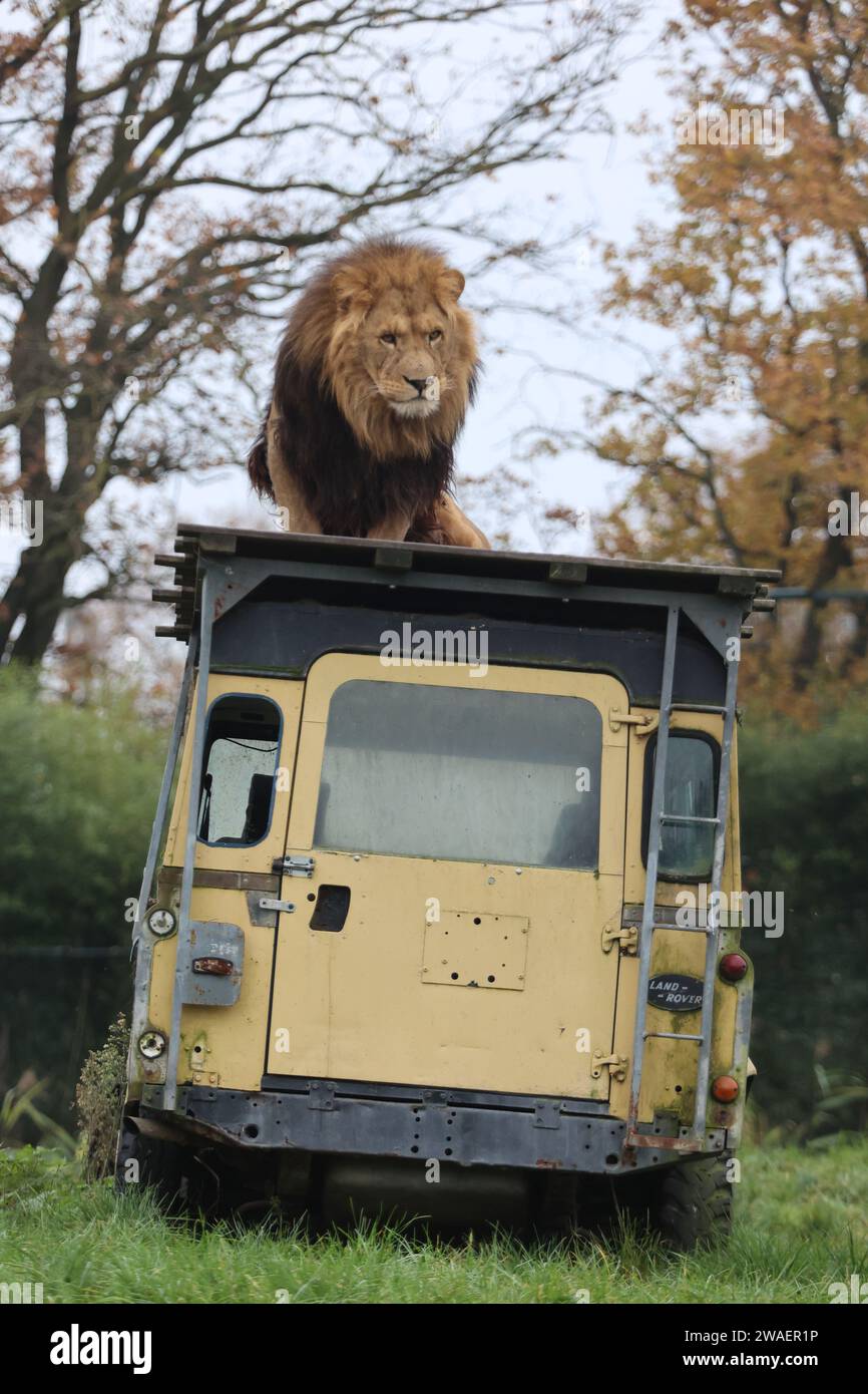 Un lion mâle majestueux debout au sommet d'un grand camion dans son habitat naturel Banque D'Images
