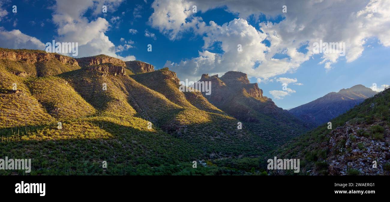 Tôt le matin, le soleil projette une lumière chaude sur un canyon chargé de cactus Saguaro avec un paysage nuageux spectaculaire. Banque D'Images