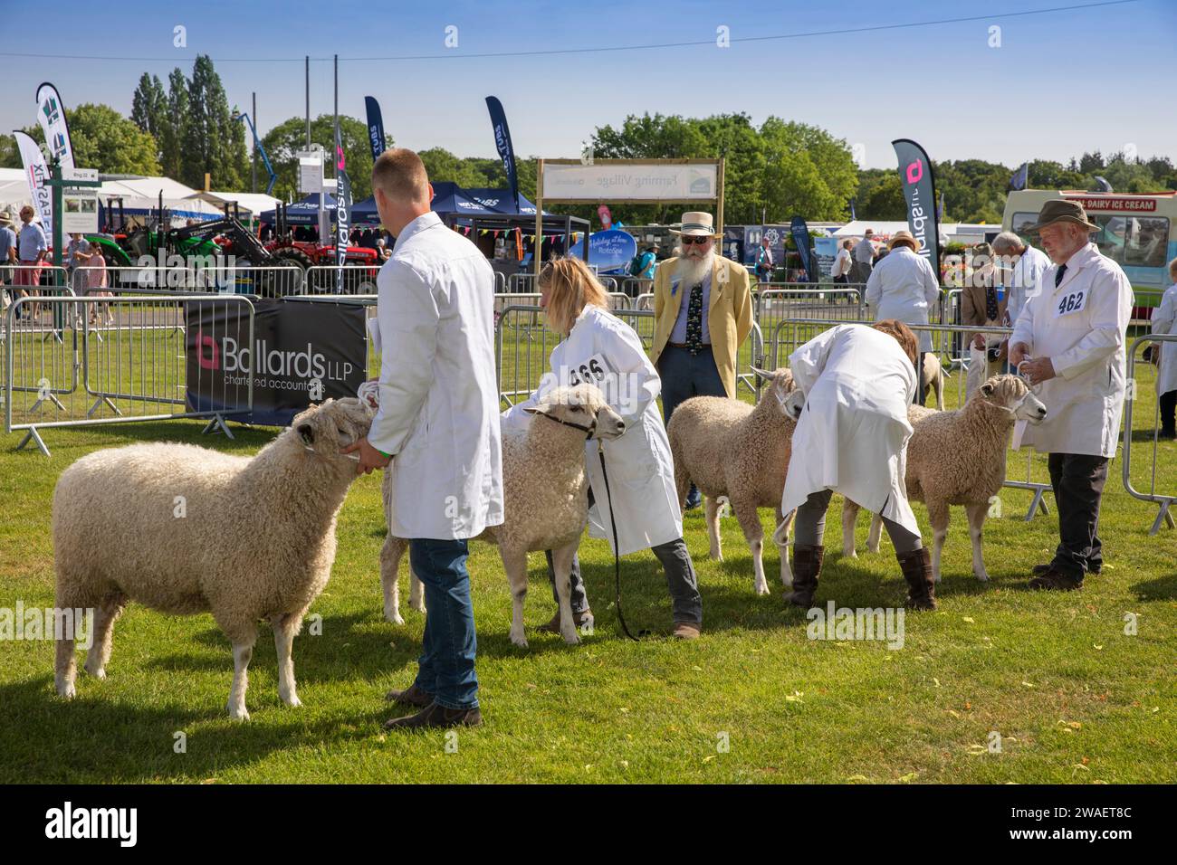 Royaume-Uni, Angleterre, Worcestershire, Malvern Wells, Royal 3 Counties Show, moutons dans le ring en cours de jugement Banque D'Images