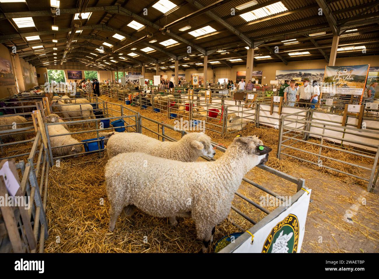 Royaume-Uni, Angleterre, Worcestershire, Malvern Wells, Royal 3 Counties Show, Cotswold mouton dans des enclos intérieurs Banque D'Images