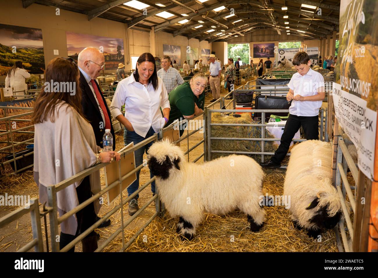 Royaume-Uni, Angleterre, Worcestershire, Malvern Wells, Royal 3 Counties Show, Valais mouton blacknose du troupeau de Sammia Shail de Birtmorton, Malvern en intérieur Banque D'Images