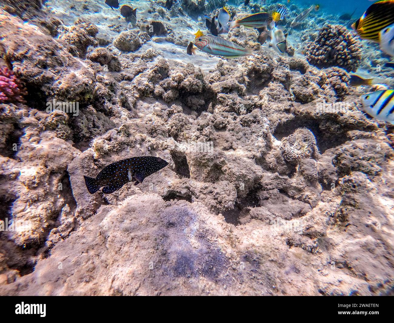 Mérou de paon tropical connu sous le nom de Cephalopholis argus sous l'eau au récif corallien. Vie sous-marine de récif avec coraux et poissons tropicaux. Coral Reef Banque D'Images