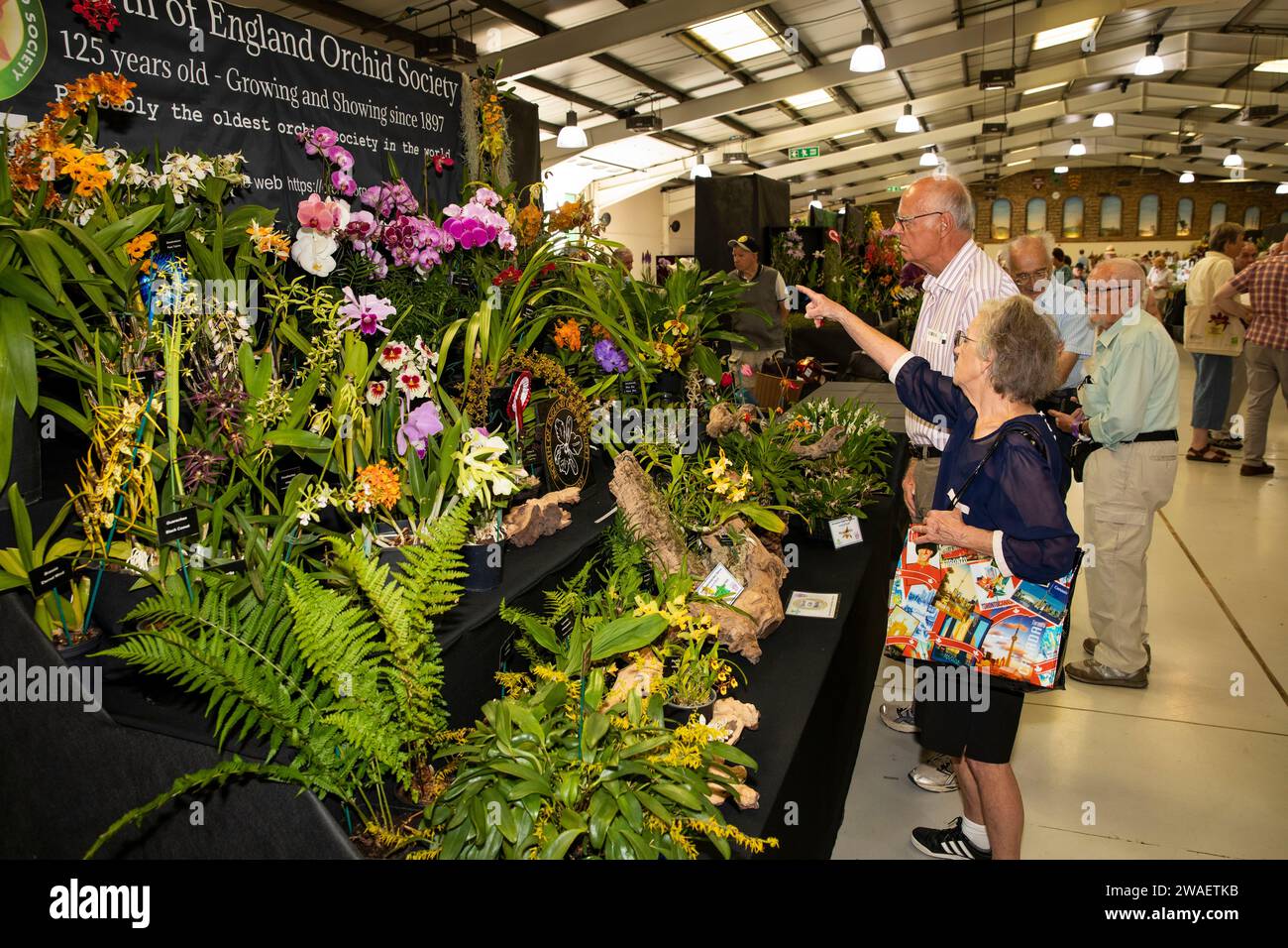 Royaume-Uni, Angleterre, Worcestershire, Malvern Wells, Royal 3 Counties Show, Severn Hall, Orchid Show, East of England Orchid Society stand Banque D'Images