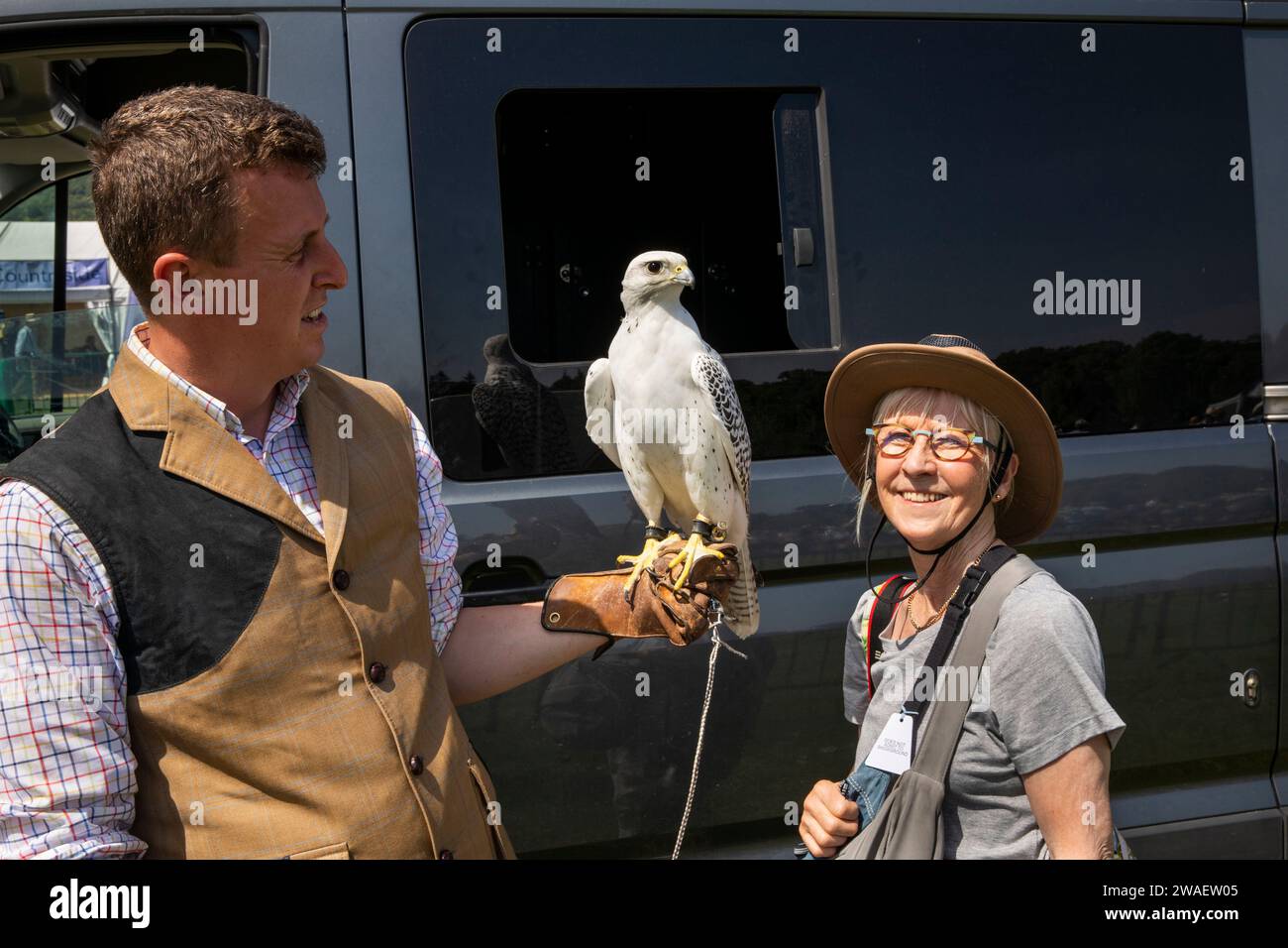 Royaume-Uni, Angleterre, Worcestershire, Malvern Wells, Royal 3 Counties Show, Alastair Leese of Hawkeye Falconry avec Islandais Gyrfalcon – Falco rusticolus et Banque D'Images