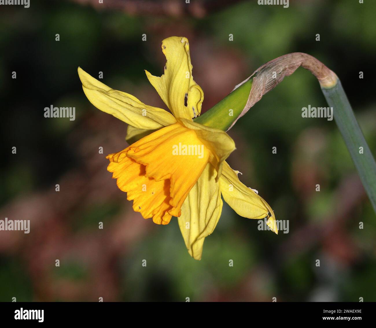 Jonquille anglaise, trompette jaune Banque D'Images