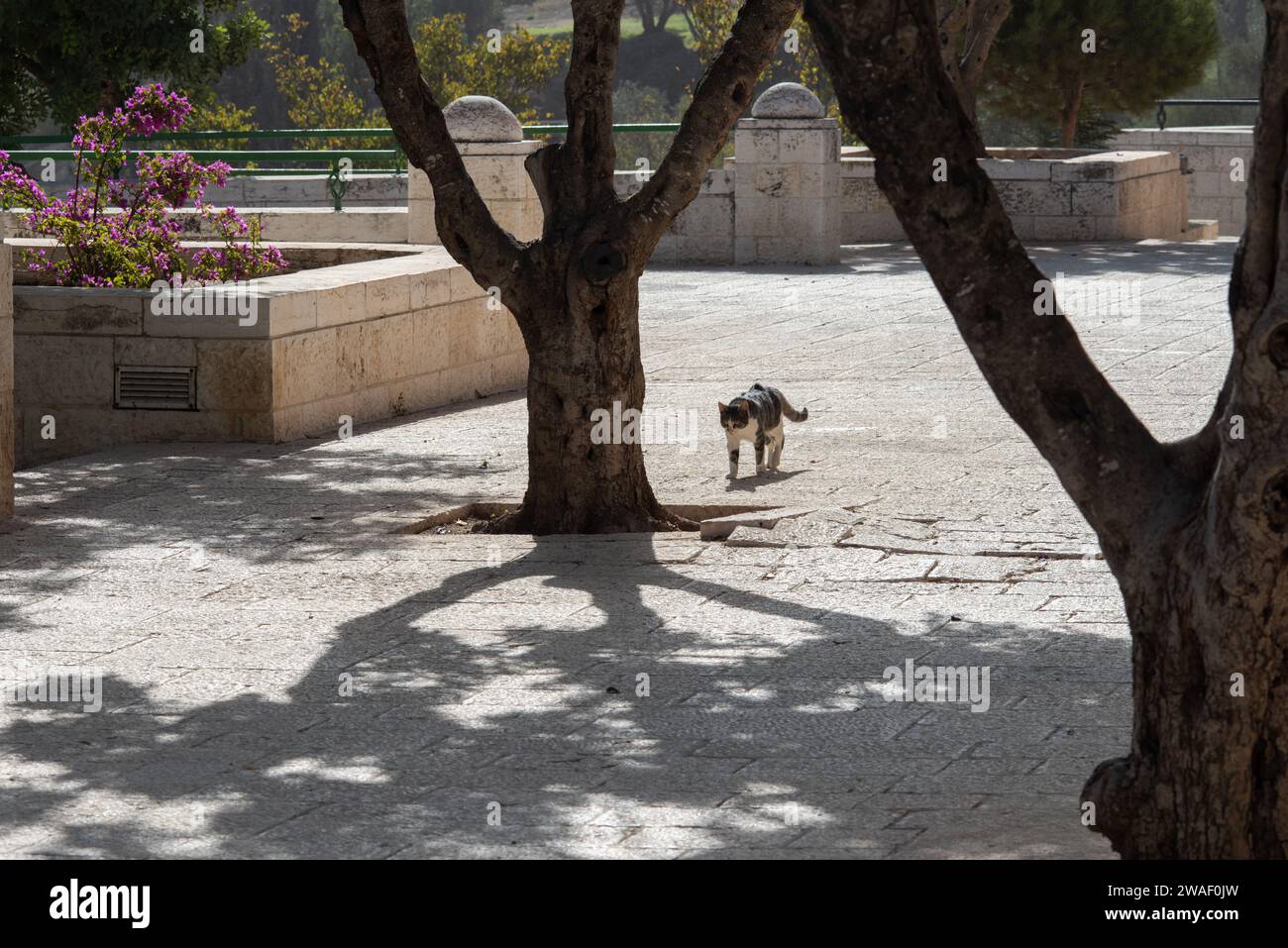 Sauvage gris et blanc, chat de rue de Jérusalem marchant entre deux arbres au soleil sur un chemin de pierre. Banque D'Images