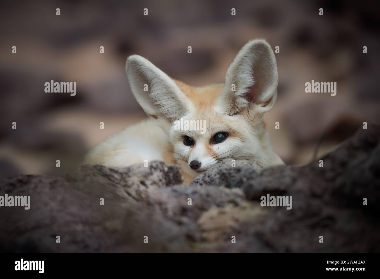 Thème de la faune de l'Afrique du Nord : le renard Fennec, Vulpes zerda, le plus petit renard originaire des déserts d'Afrique du Nord. Contact direct avec les yeux, grandes oreilles, rocheux Banque D'Images