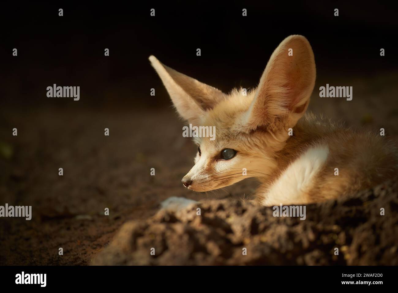 Thème de la faune de l'Afrique du Nord : le renard Fennec, Vulpes zerda, le plus petit renard originaire des déserts d'Afrique du Nord. Contact direct avec les yeux, grandes oreilles, rocheux Banque D'Images