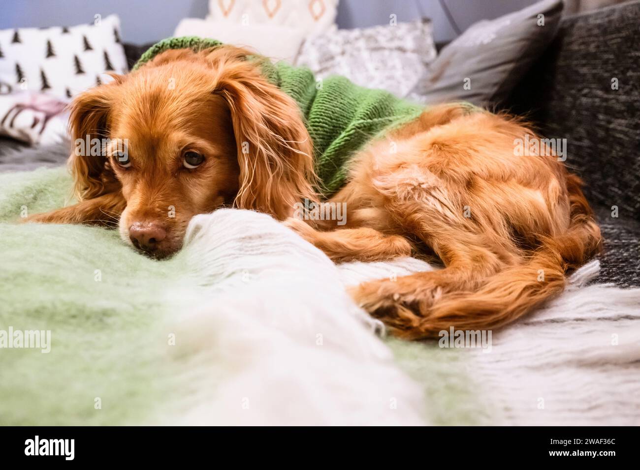Chien mongrel brun avec pull tricoté vert couché sur un canapé marbré noir-gris avec coussin et couverture vert menthe et fourrure grise Banque D'Images Chien mongrel brun avec pull tricoté vert couché sur un canapé marbré noir-gris avec coussin et couverture vert menthe et fourrure grise Banque D'Images