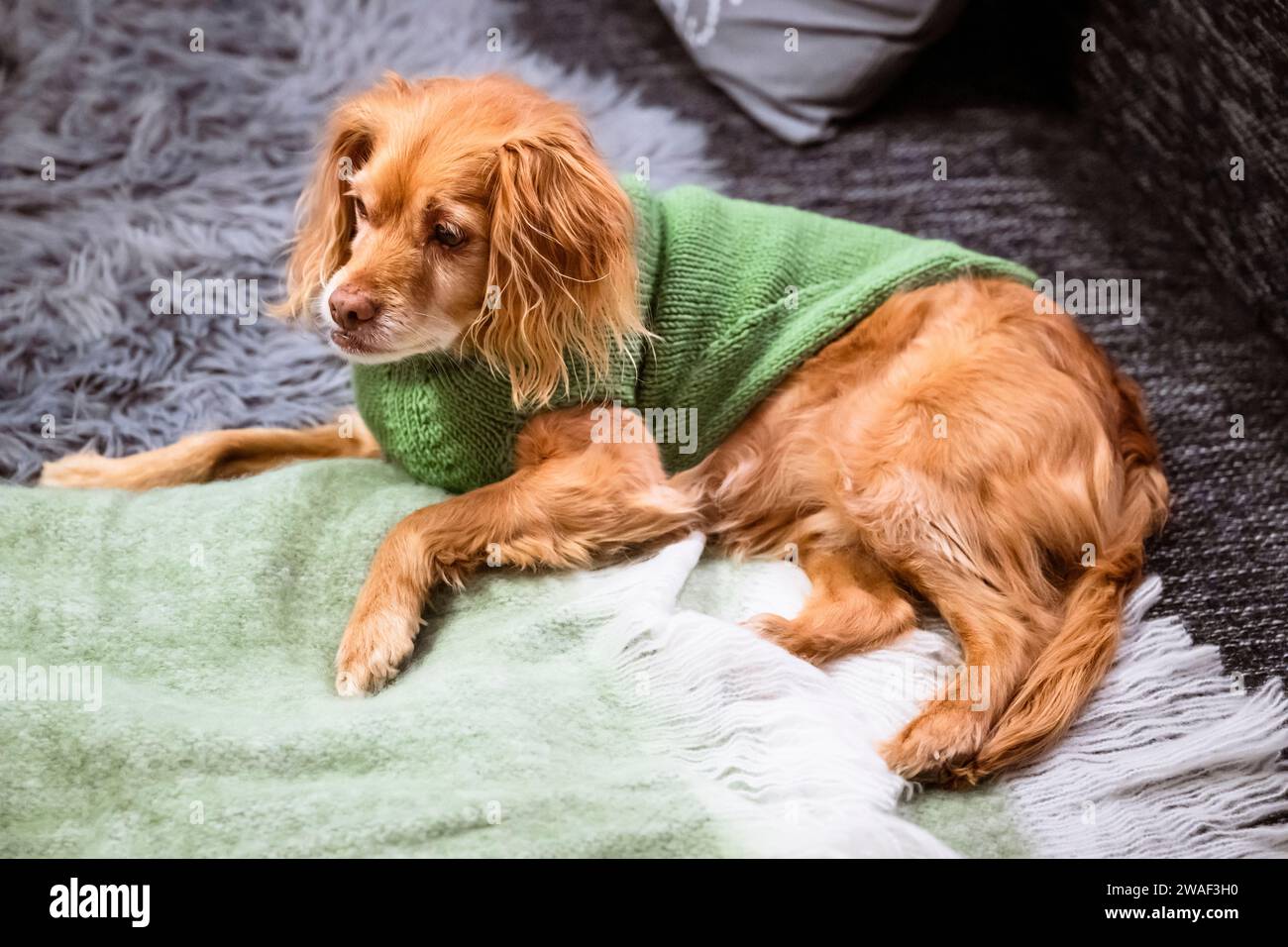 Chien mongrel brun avec pull tricoté vert couché sur un canapé marbré noir-gris avec coussin et couverture vert menthe et fourrure grise Banque D'Images Chien mongrel brun avec pull tricoté vert couché sur un canapé marbré noir-gris avec coussin et couverture vert menthe et fourrure grise Banque D'Images