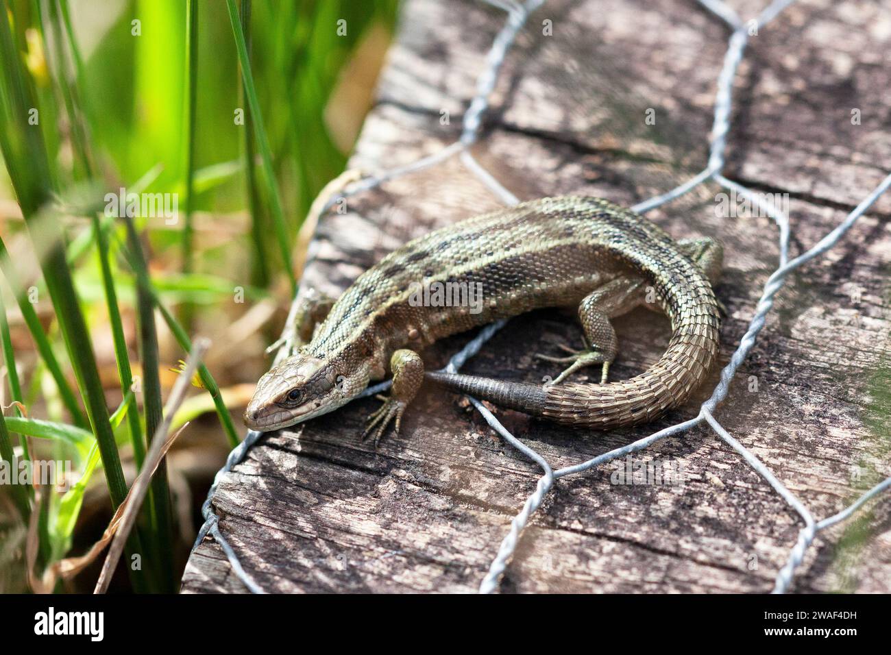 Lézard commun (Zootoca vivipara), lézard vivipare, lézard se reposer sur une promenade, le lézard, Royaume-Uni Banque D'Images